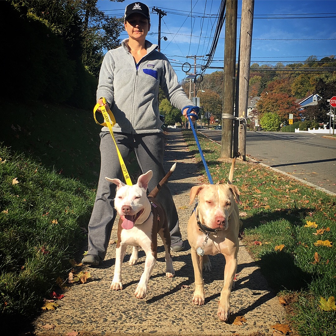 leash to walk 3 dogs